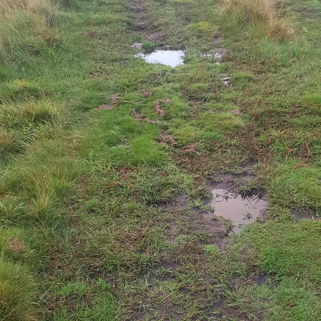 Trail-Shoe-Running-Wet-Terrain